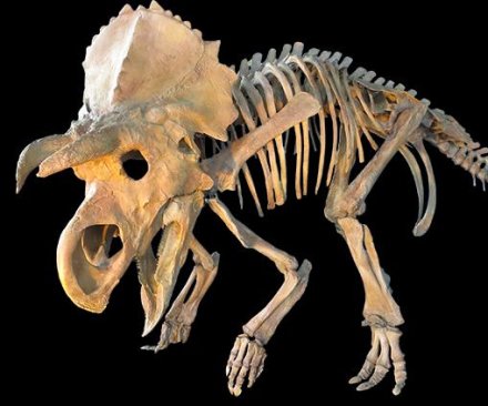 New triceratops speciess