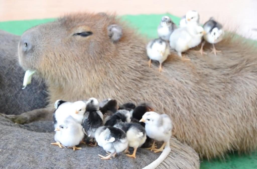 Resultado de imagem para JoeJoe The Capybara