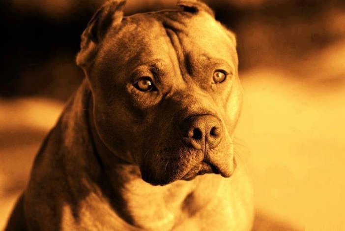 Mom bites off a pitbull's ear to save her daughter from ...