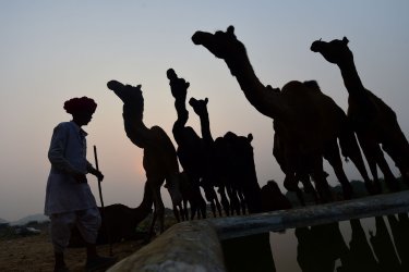 Annual Pushkar Cattle Fair in India