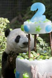 San Diego Zoo celebrates birthday of its youngest panda