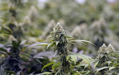 Cannabis Growing Facility
