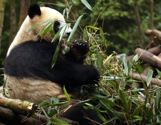 A giant panda eats at the Panda Research Base in Chengdu, China