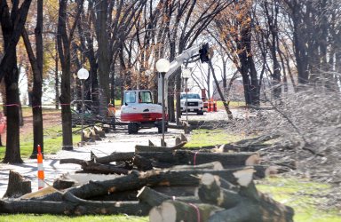 800 trees being torn down on Gateway Arch grounds