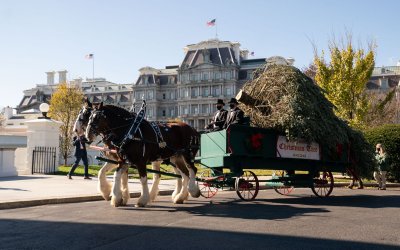 The First Lady receives the White House Christmas Tree in Washington, DC