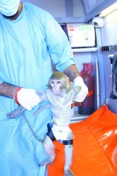 Iran says it successfully launched a monkey into space