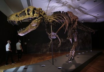 Christie's to Offer a Tyrannosaurus Rex in New York