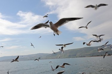 Seagulls Fly Over Sea Of Galilee During Migration