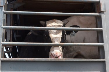 A Cow Waits to Be Transported From Israel To Gaza