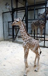 NEW BABY GIRAFFE BORN AT THE ST. LOUIS ZOO