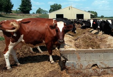 Maryland institutes water restrictions; Farmers sufffer
