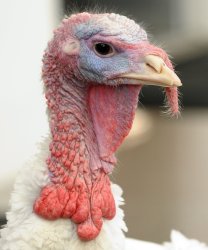 Obama pardons Thanksgiving Turkey at White House