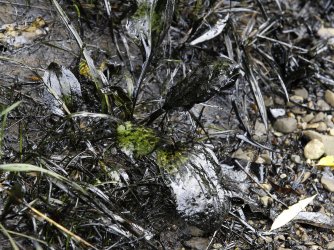 Oil contaminates river banks after Michigan oil spill