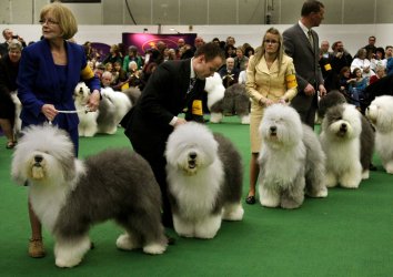 Westminster Kennel Club dog show held in New York