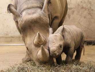 New baby Rhino born at St. Louis Zoo