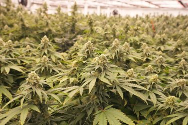 Cannabis Growing Facility