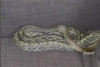 Watch: 7-foot snake found under the cushion of California man's couch -  UPI.com
