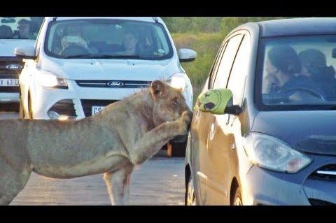 Watch: Lion uses mouth to try to open car door - UPI.com