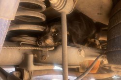 Puppy rescued from undercarriage of car in Arizona