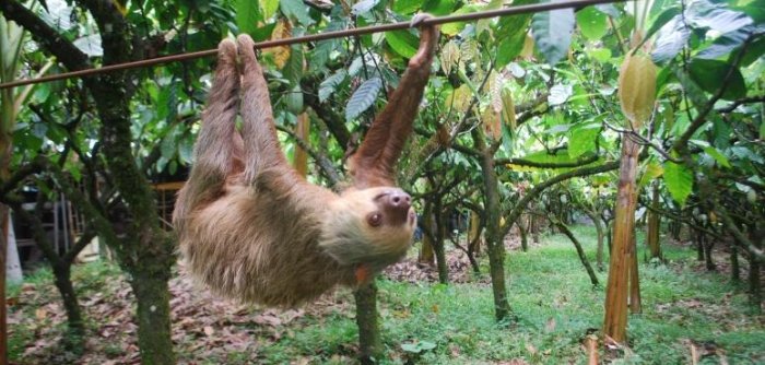 Sloth's arboreal niche explains its slow-paced lifestyle 