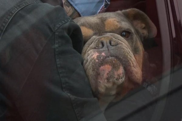 Watch: New York woman&#39;s lost dog turns up 5 years later, 1,000 miles from  home - UPI.com