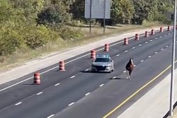 Horse chased down on Kentucky highway has a new home