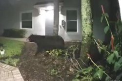 Woman's close encounter with bear recorded by doorbell camera