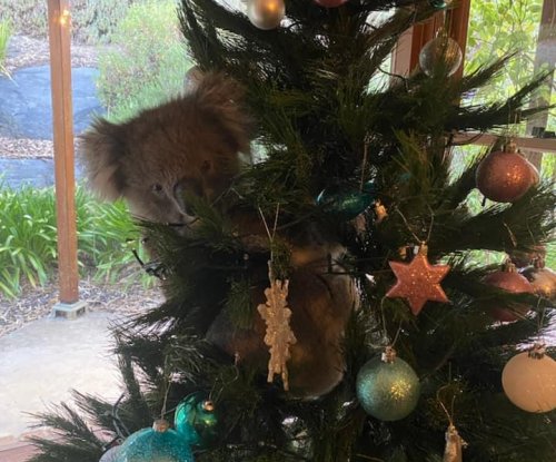 Australian woman finds wild koala in her Christmas tree