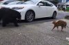 Cat chases bear away from owner's driveway in British Columbia