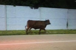 Police wrangle loose cow after cattle truck overturns on Ohio highway