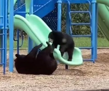 Mother bear, cub play on North Carolina school's playground