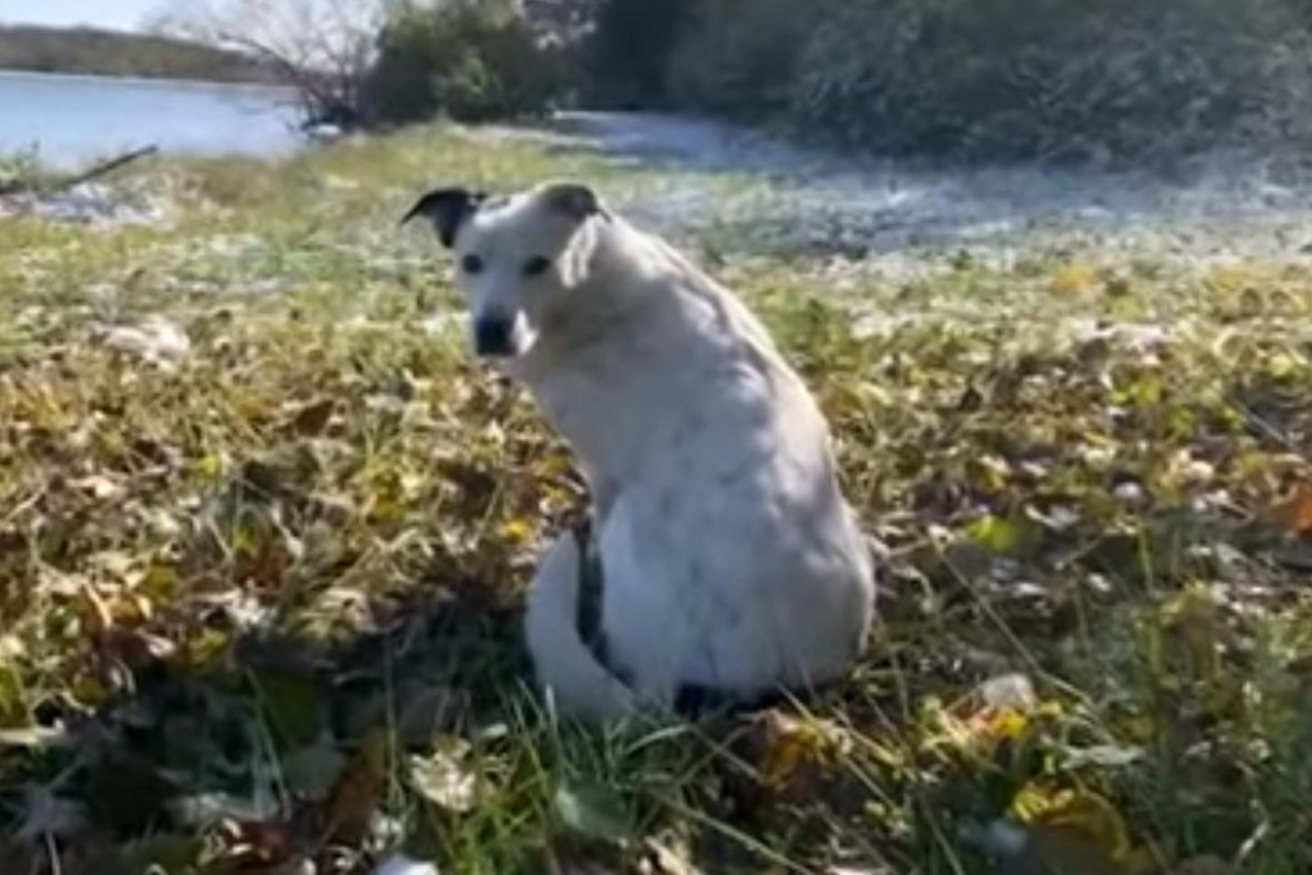 Watch: Lost dog found 600 miles away after nearly four years - UPI.com