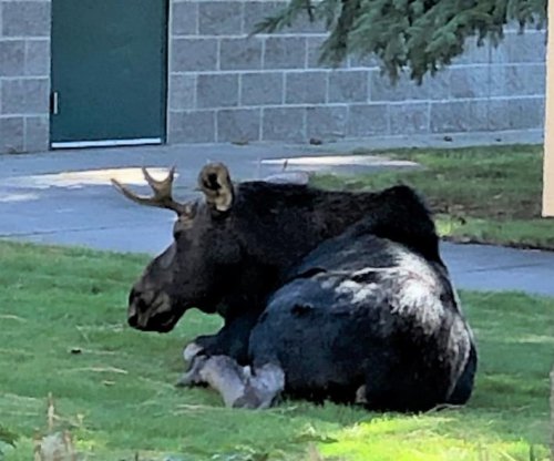Moose visits Idaho middle school while classes are in session