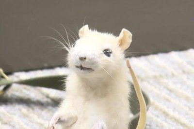Watch: Traveler reunited with lost taxidermy rat after nearly a year thumbnail