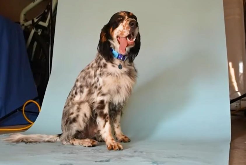 Watch: Arizona dog's tongue dubbed the longest in the world by Guinness  World Records 