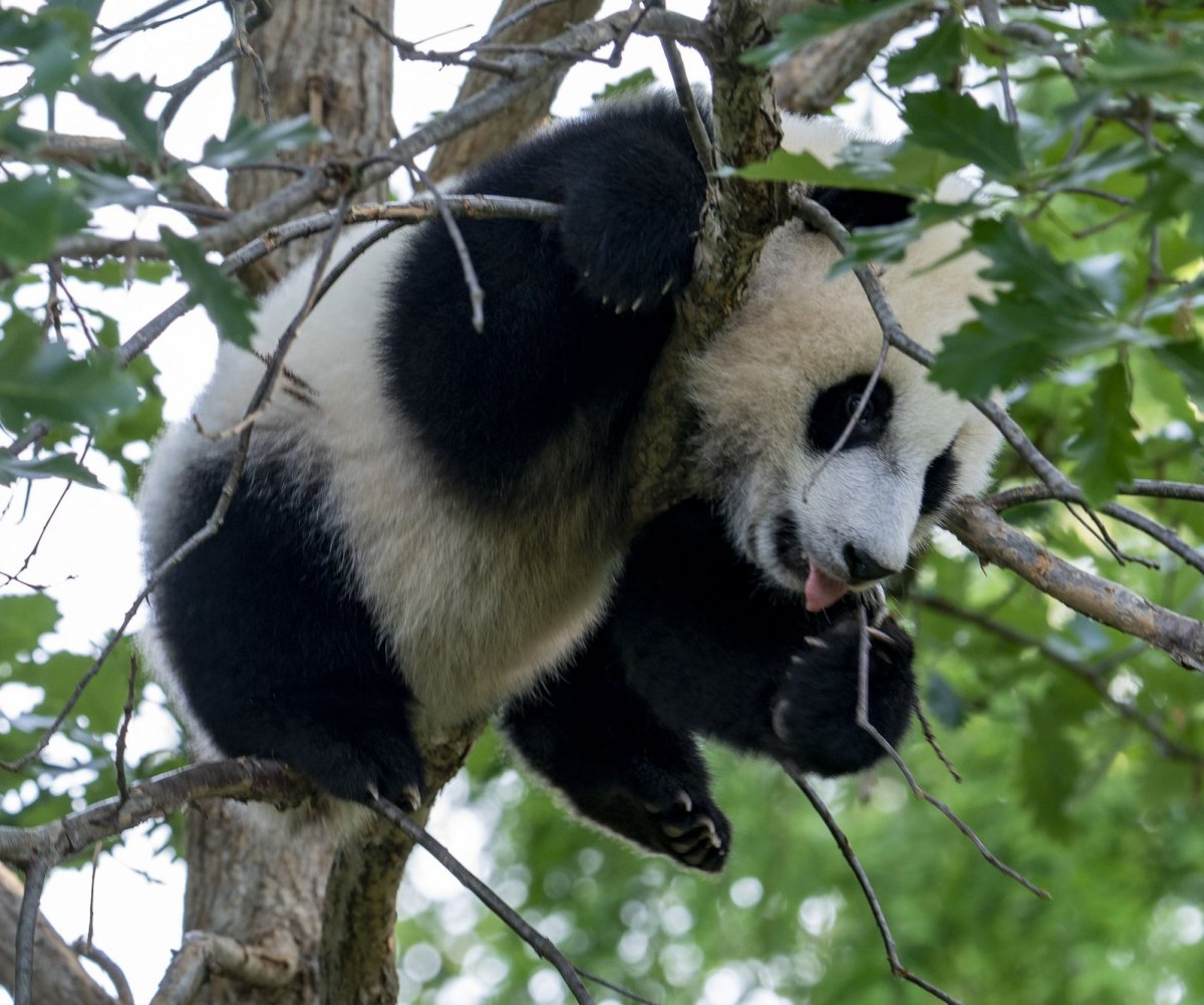 Smithsonian's National Zoo reopens Friday with debut of giant panda cub  Xiao Qi Ji 