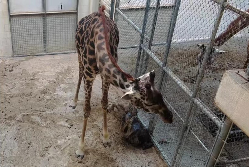 Watch: Giraffe unexpectedly gives birth at Virginia Zoo 