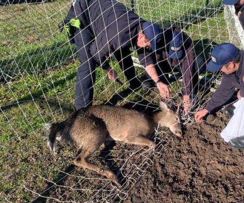 Georgia firefighters rescue deer entangled in soccer net