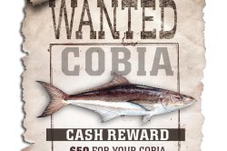 Florida researchers offer $50 'bounty' for caught cobia