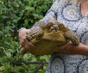 Missing tortoise turns up blocks away 15 months later