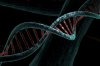 Gene therapy may restore mobility after spinal cord injury, animal study finds