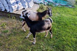 Loose goats captured after chasing jogger in Ontario