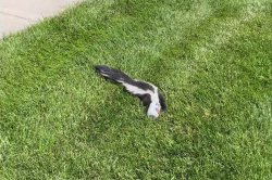 Animal control officers rescue skunk with head stuck in beer can