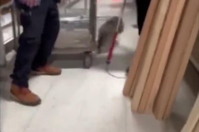 Stowaway raccoon leads warehouse workers on a chase in Colorado
