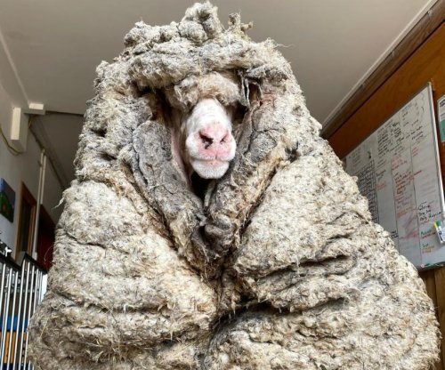 78 pounds of wool sheared from sheep found living in the wild