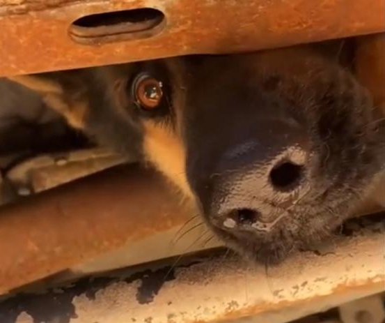Watch: Texas emergency responders free dog trapped in truck's undercarriage  