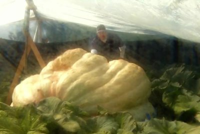 Minnesota-gardener's-pumpkin-might-break-world-record