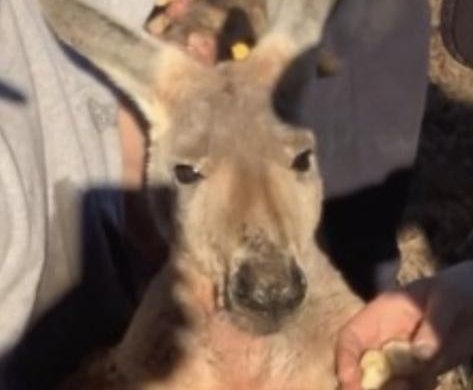 Escaped kangaroo captured after two days on the loose in Alabama
