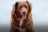 30-year-old dog named world's oldest by Guinness World Records