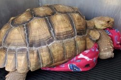 50-pound African tortoise found wandering San Antonio park